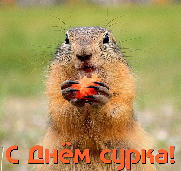 Поздравляю с Днем сурка