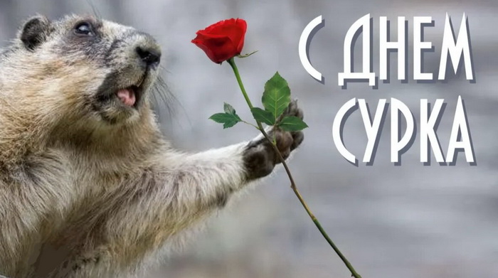 Прикольная картинка с Днем сурка