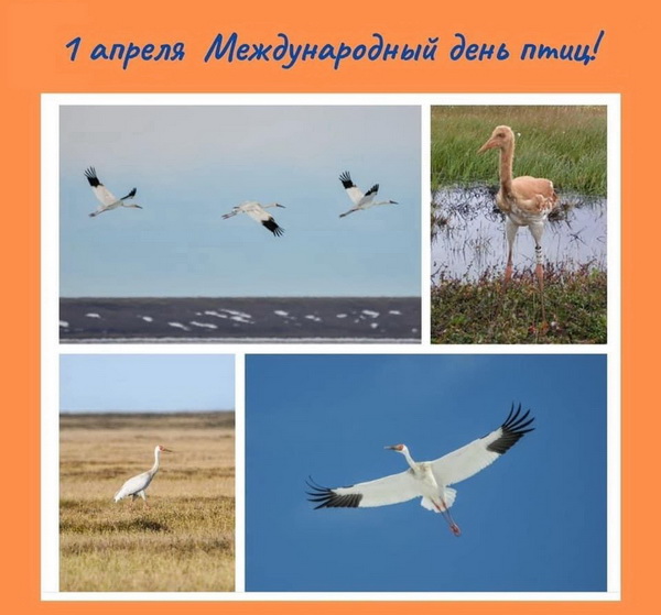 1 апреля отмечаем Международный день птиц