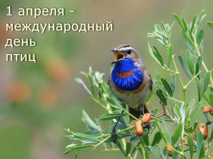 Открытка Международный день птиц 1 апреля